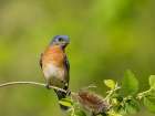 Eastern bluebird, Central Pennsylvania, Usa. Botanical Print